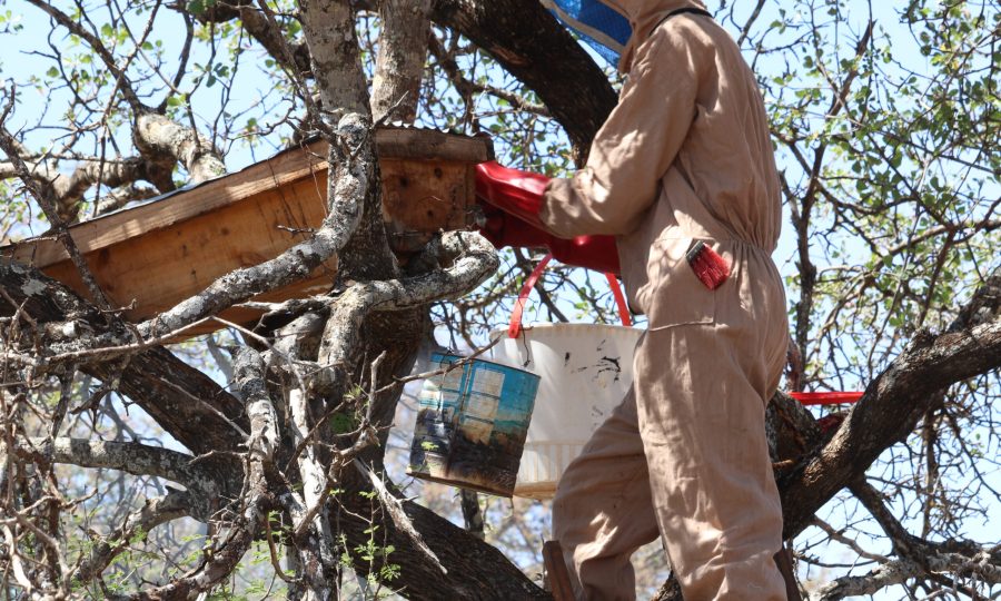 honey harvesting